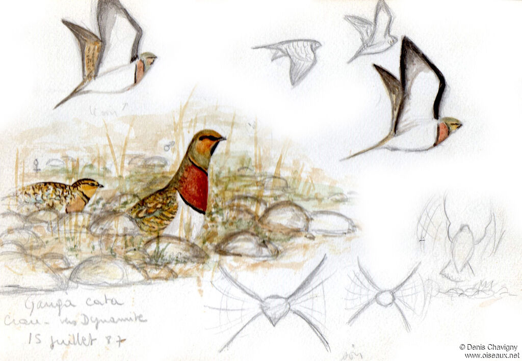 Pin-tailed Sandgrouse, habitat