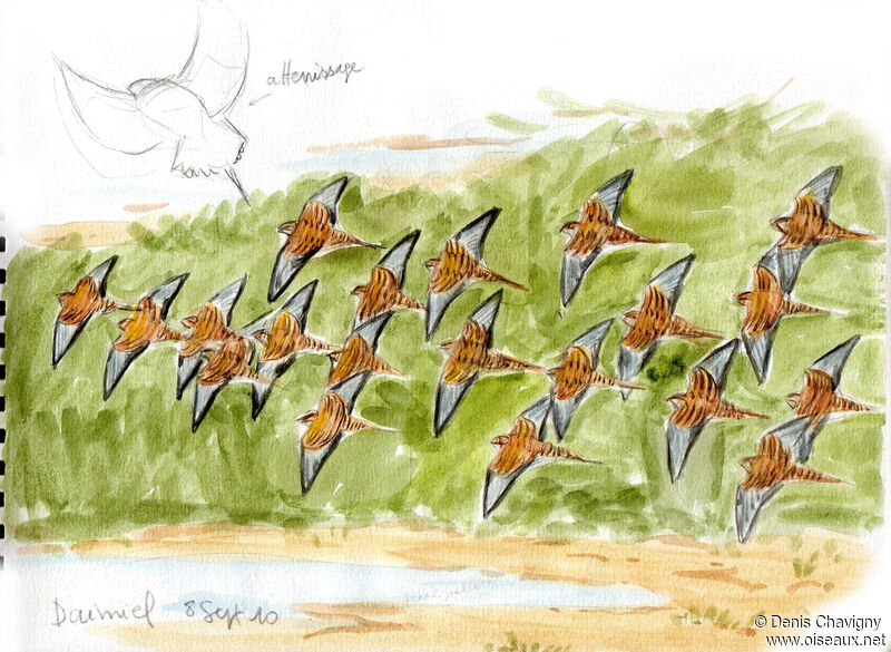 Pin-tailed Sandgrouse, Flight