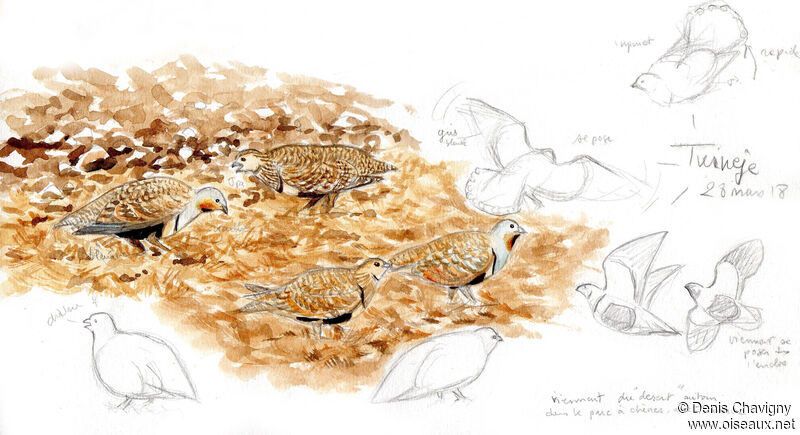 Black-bellied Sandgrouse, habitat, eats