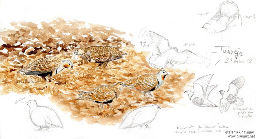 Black-bellied Sandgrouse, habitat, eats