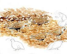 Black-bellied Sandgrouse