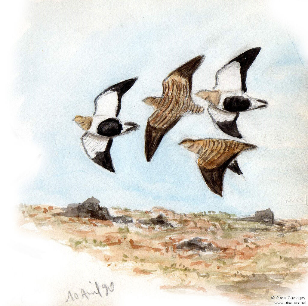 Black-bellied Sandgrouse, Flight