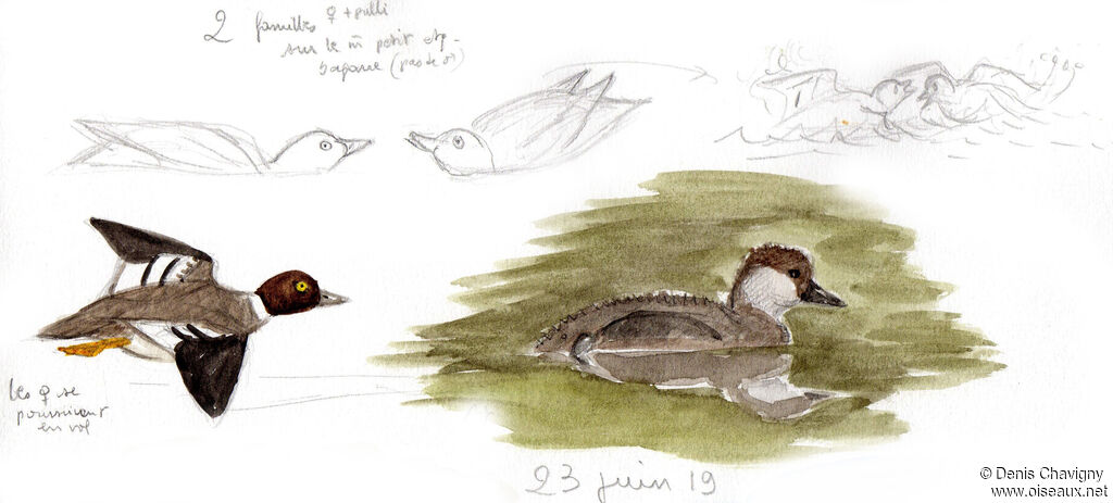 Common Goldeneye, Reproduction-nesting