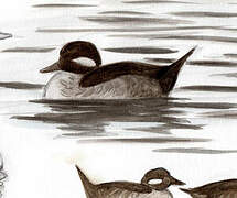 Bufflehead