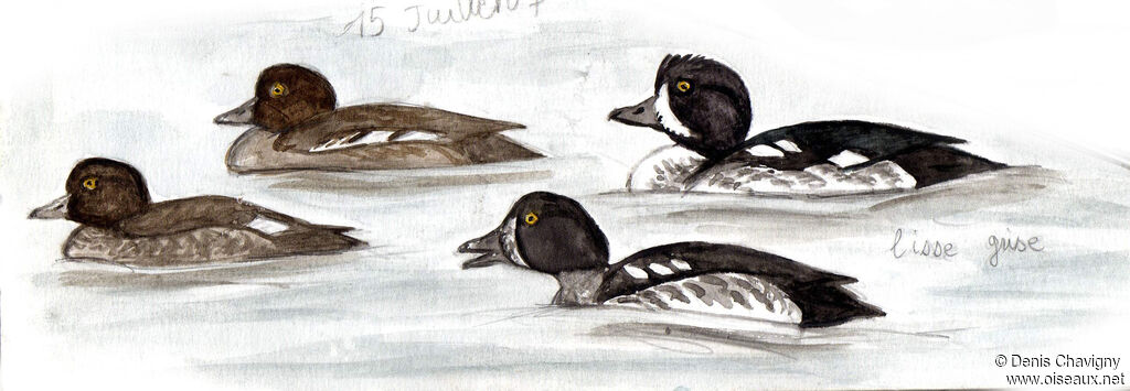 Barrow's Goldeneye, moulting