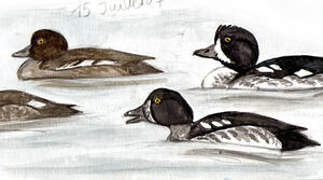 Barrow's Goldeneye