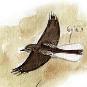 Black-billed Shrike-Tyrant
