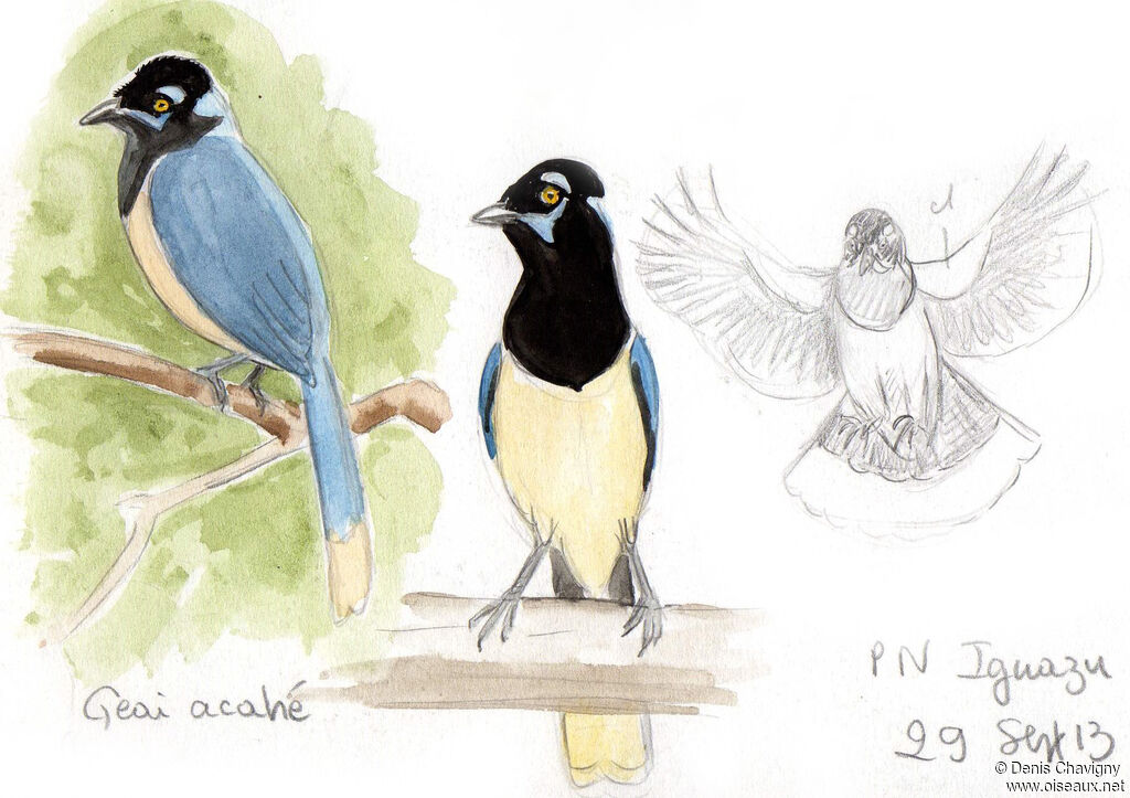 Plush-crested Jay, habitat