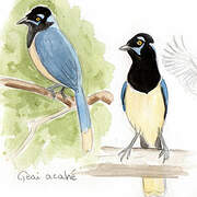 Plush-crested Jay