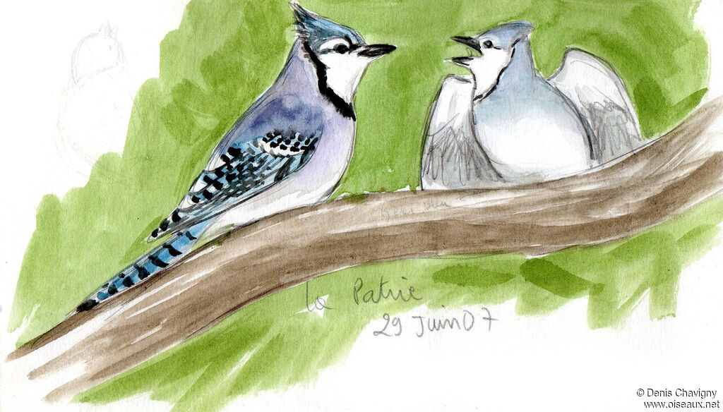 Blue Jay, habitat