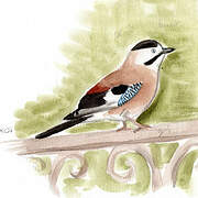 Eurasian Jay