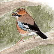 Eurasian Jay