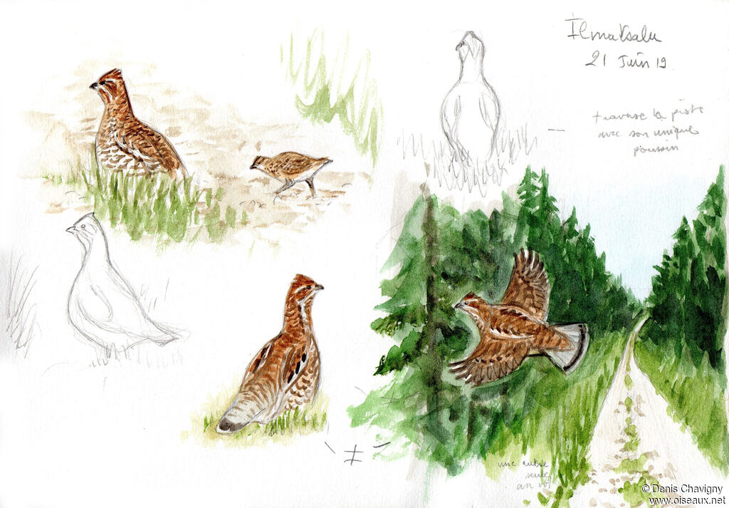 Hazel Grouse, habitat, Reproduction-nesting