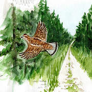 Hazel Grouse