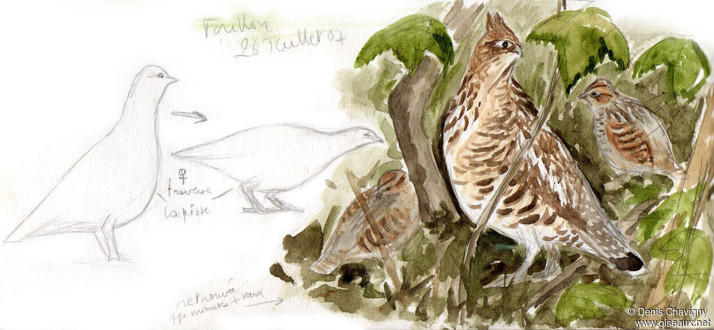 Ruffed Grouse, habitat