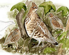 Ruffed Grouse