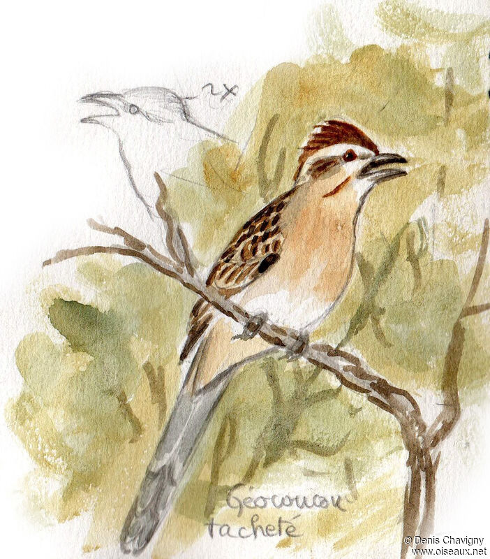 Striped Cuckooadult, identification, song