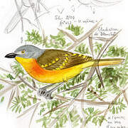 Grey-headed Bushshrike