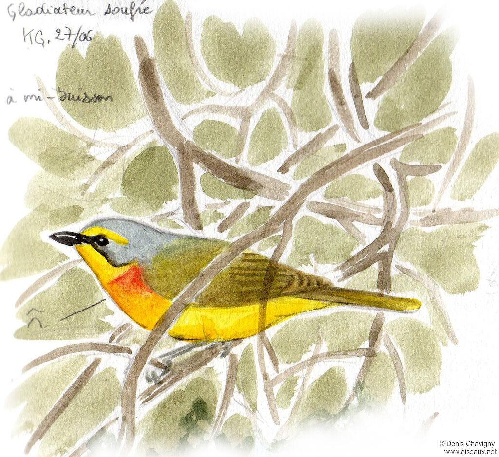 Orange-breasted Bushshrike