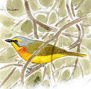 Orange-breasted Bushshrike