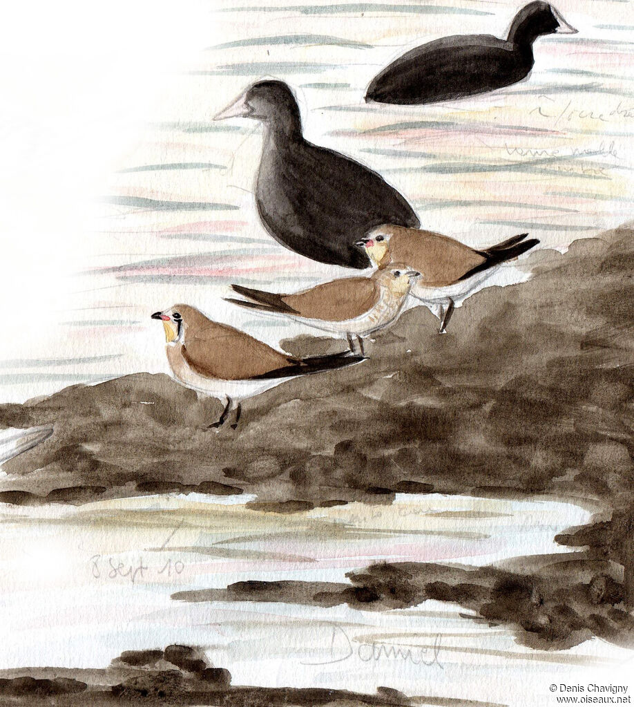 Collared Pratincole, habitat