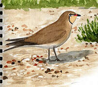 Collared Pratincole