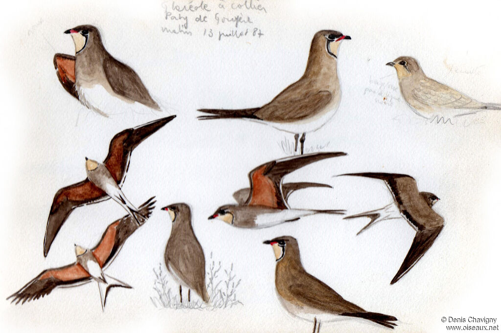 Collared Pratincole, habitat, colonial reprod.