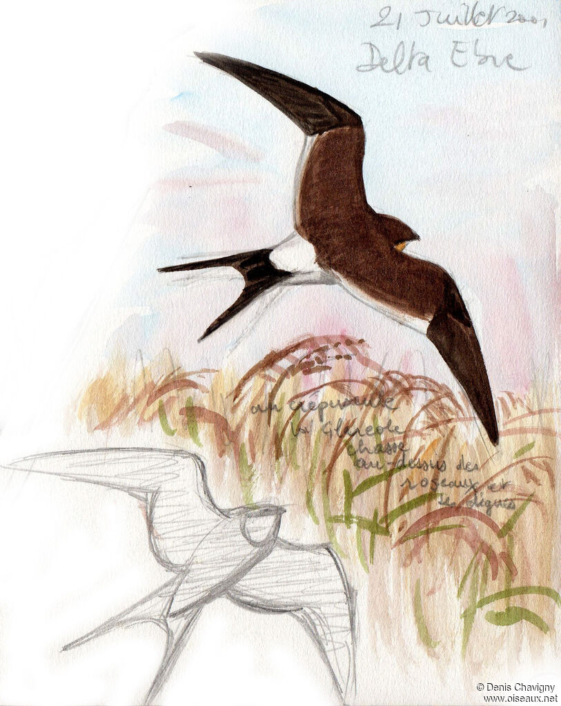 Collared Pratincoleadult, Flight