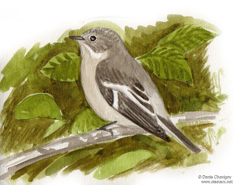 Collared Flycatcher female adult, moulting