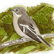 Collared Flycatcher