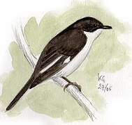 Fiscal Flycatcher