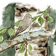 Spotted Flycatcher