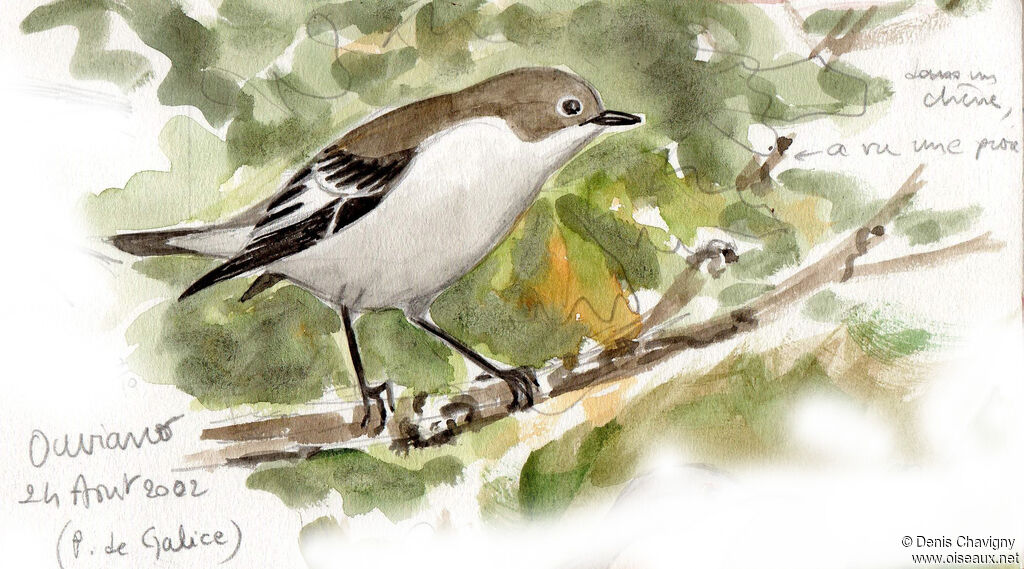 European Pied Flycatcher, habitat