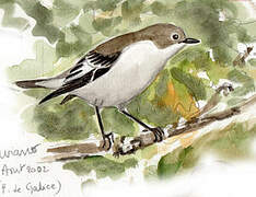 European Pied Flycatcher