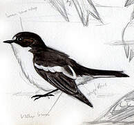 European Pied Flycatcher