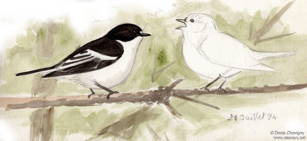 European Pied Flycatcher, Reproduction-nesting