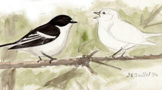 European Pied Flycatcher