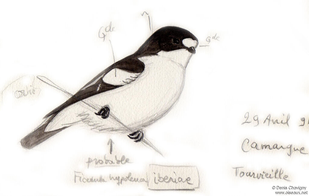 European Pied Flycatcher male adult breeding