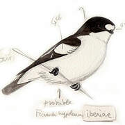 European Pied Flycatcher