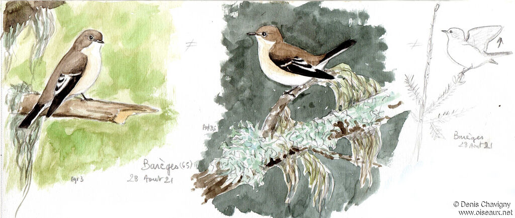 European Pied Flycatcher