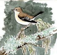 European Pied Flycatcher