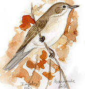 Pale Flycatcher