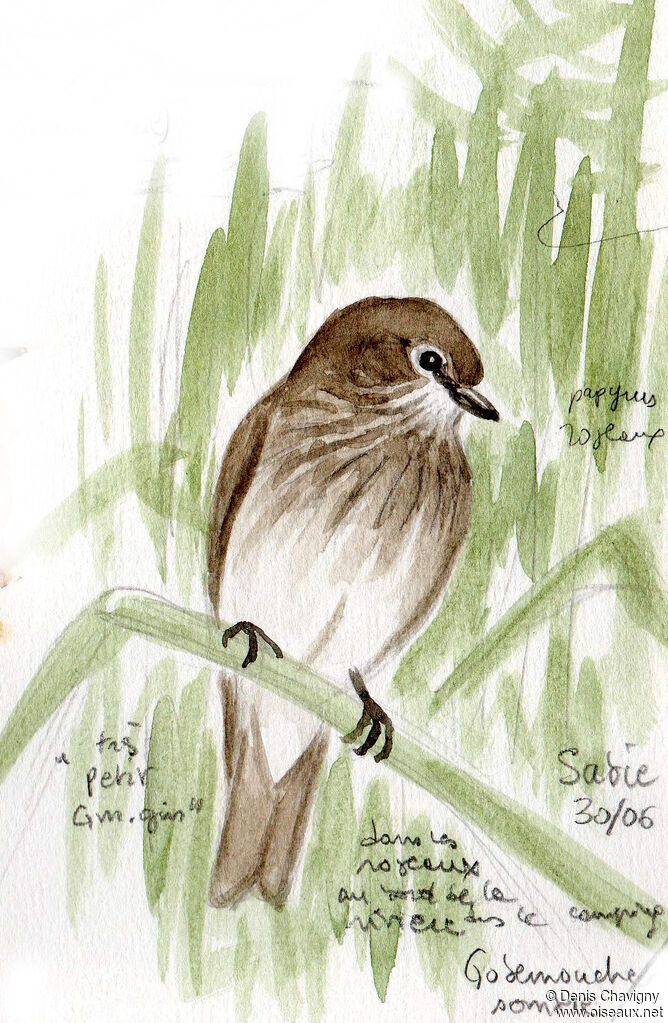 African Dusky Flycatcher, identification