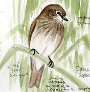 African Dusky Flycatcher