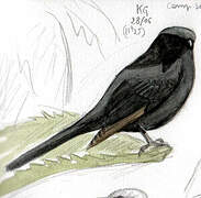 Southern Black Flycatcher