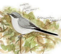 Masked Gnatcatcher