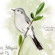 Masked Gnatcatcher