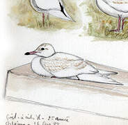 Iceland Gull