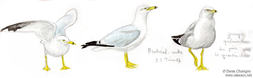 Ring-billed Gull