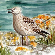 European Herring Gull